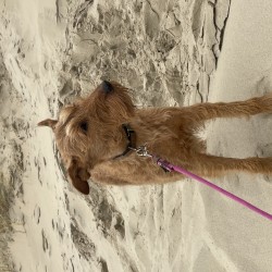 Hundeschule Vogt - Molly