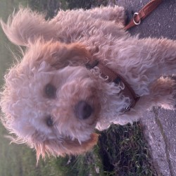 Hundeschule Vogt - Momo