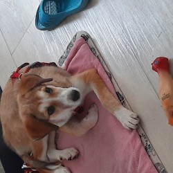 Hundeschule Vogt - Monika