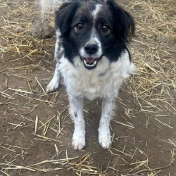 Hundeschule Vogt - Moritz