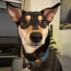 Hundeschule Vogt - Muffin