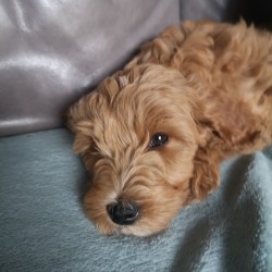 Hundeschule Vogt - Nala