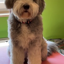 Hundeschule Vogt - Nala