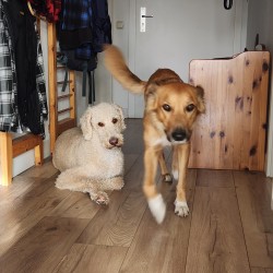 Hundeschule Vogt - Nala