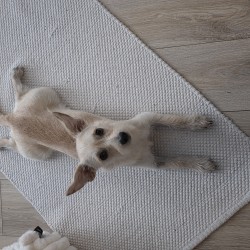 Hundeschule Vogt - Nala