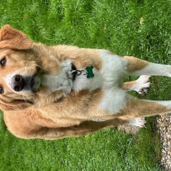 Hundeschule Vogt - Nena