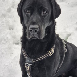 Hundeschule Vogt - Neo