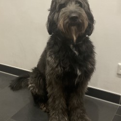 Hundeschule Vogt - Neon