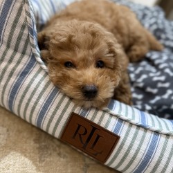 Hundeschule Vogt - Newroz