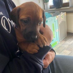 Hundeschule Vogt - Noni