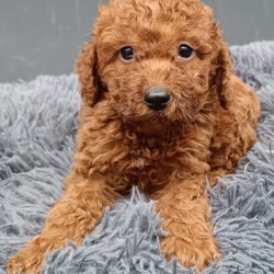 Hundeschule Vogt - Nori