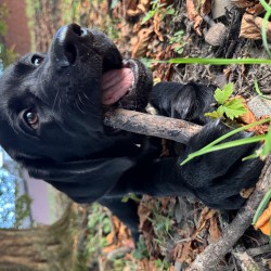 Hundeschule Vogt - Nox