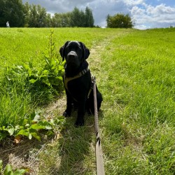 Hundeschule Vogt - Nox
