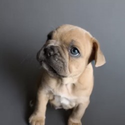 Hundeschule Vogt - Ody