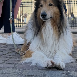 Hundeschule Vogt - Oskar