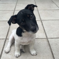 Hundeschule Vogt - Oskar