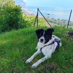 Hundeschule Vogt - Patti