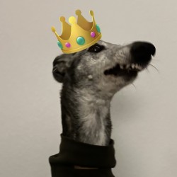 Hundeschule Vogt - Paula