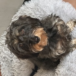 Hundeschule Vogt - Paula