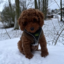 Hundeschule Vogt - Peanut