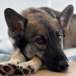 Hundeschule Vogt - Penny