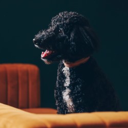 Hundeschule Vogt - Pepe