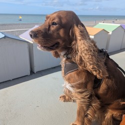 Hundeschule Vogt - Peppa