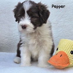 Hundeschule Vogt - Pfingsten