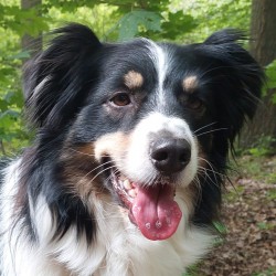 Hundeschule Vogt - Phybie