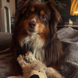 Hundeschule Vogt - Pina