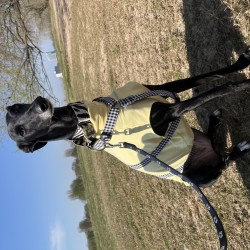 Hundeschule Vogt - Pinta