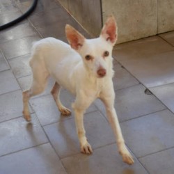 Hundeschule Vogt - PEGI