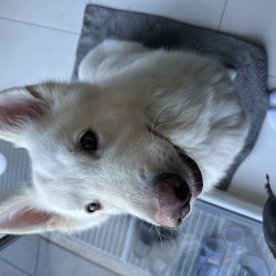Hundeschule Vogt - Quito