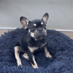 Hundeschule Vogt - Ragnar
