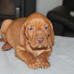 Hundeschule Vogt - Renoir