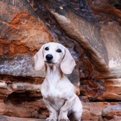 Hundeschule Vogt - Rio