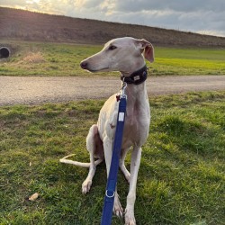 Hundeschule Vogt - Romeo