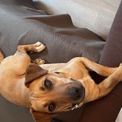 Hundeschule Vogt - Rosi