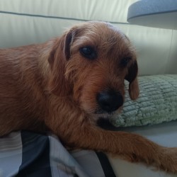 Hundeschule Vogt - Rosie
