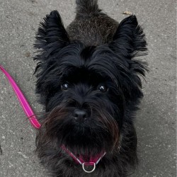 Hundeschule Vogt - Ruby