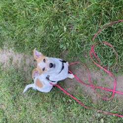 Hundeschule Vogt - Ruby