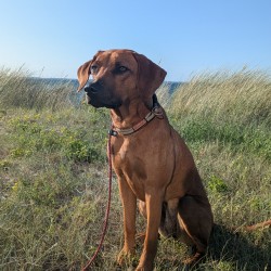 Hundeschule Vogt - Ruby