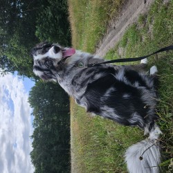 Hundeschule Vogt - Rufus