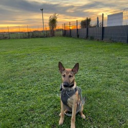 Hundeschule Vogt - Sammy