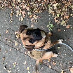 Hundeschule Vogt - Scout