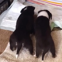 Hundeschule Vogt - Momo