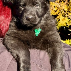 Hundeschule Vogt - Sirius