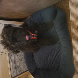 Hundeschule Vogt - Sitta