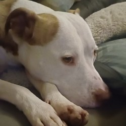 Hundeschule Vogt - Skyra