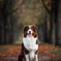 Hundeschule Vogt - Solly